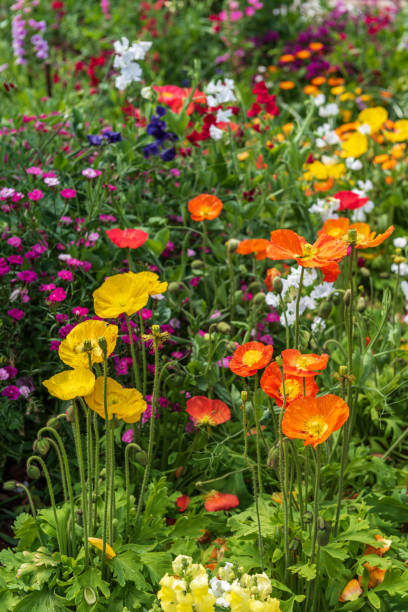 istock Yellow and orange poppy flowers 1176662631