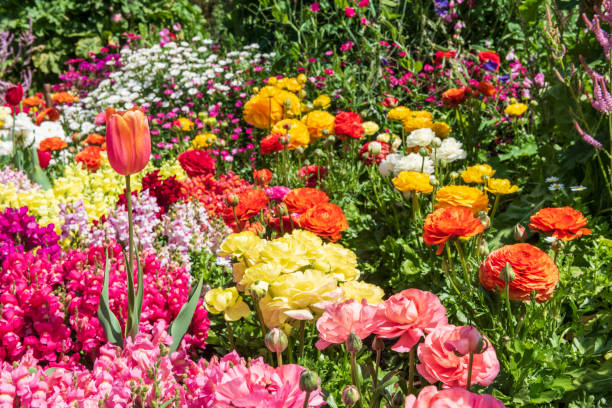 istock Bright orange tulip surrounded by colourful flowers 1176662640