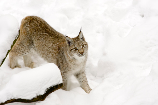 The Eurasian lynx (Lynx lynx) is a wild cat in Europe and Siberia. 