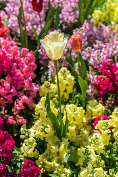 istock White tulip surrounded by colourful flowers 1176663727