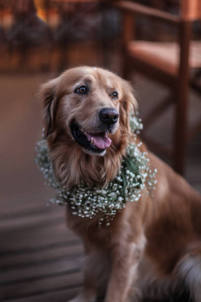 Golden Retriever dog in a flower crown Golden Retriever dog in a flower crown ring bearer stock pictures, royalty-free photos & images