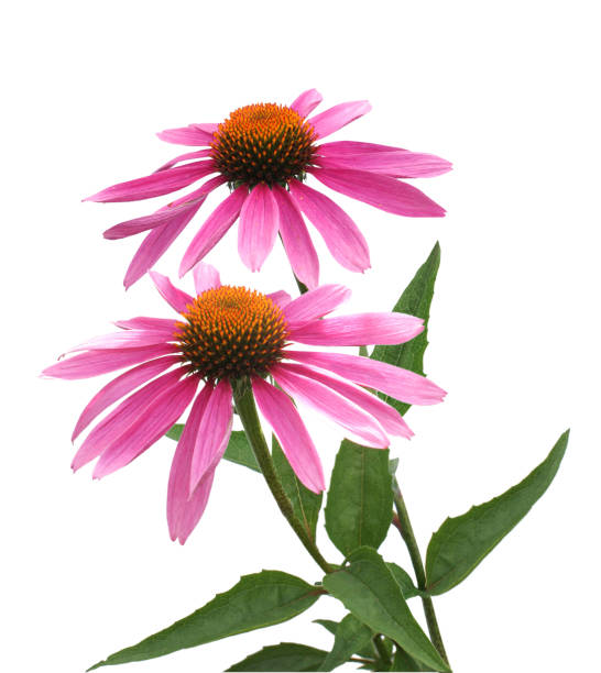 istock Echinacea purpurea coneflower Flower branch tree isolated on white background 1176664013