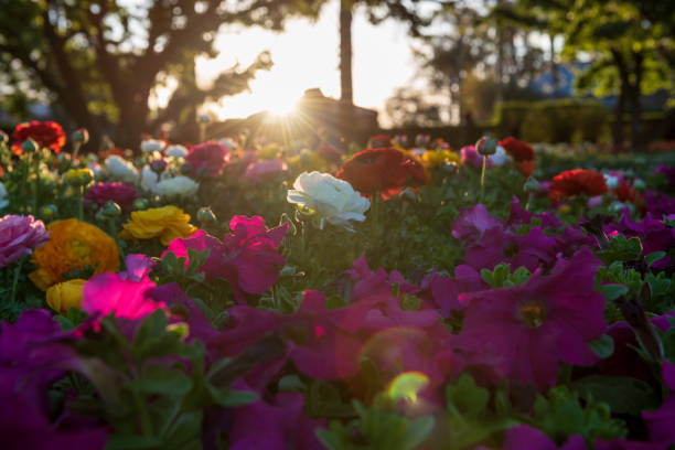 Brightly coloured flowers with the sun setting at the Carnival of Flowers in Toowoomba, Queensland, Australia.