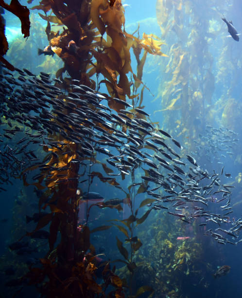 istock School of fish in kelp forest 1176665667