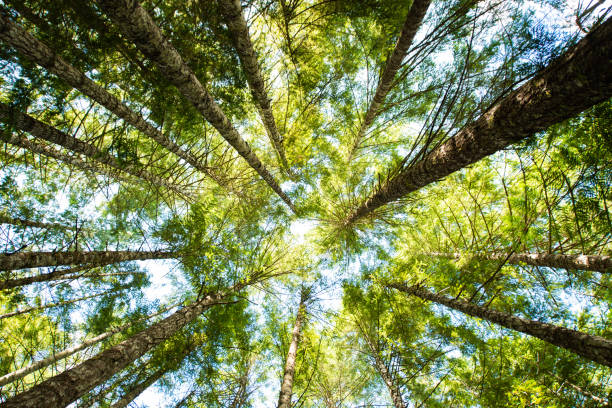 Photo of Looking Up at Green Forest Trees on Vancouver Island Canada Landscape