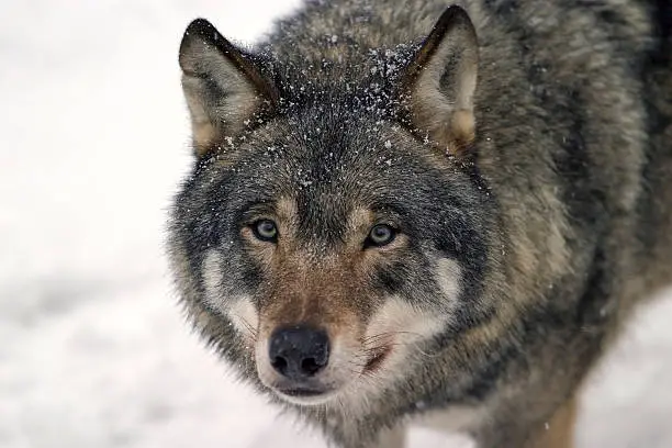 Close up of a wolf with snow.
