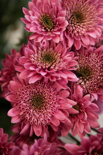 Close up Soft pink Chrysanthemum flowers nature