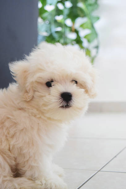 istock Dog maltese, dog relaxing on bed 1176669101