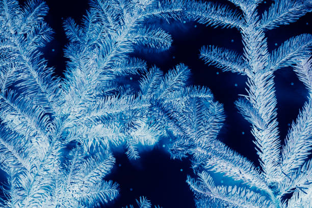 Photo of winter holidays blue fir tree negative effect