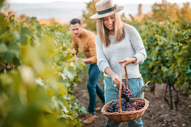 istock Young woman grape harvest 1176676831
