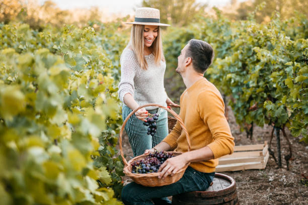 istock Young happy couple with grape basket at vineyard 1176677661