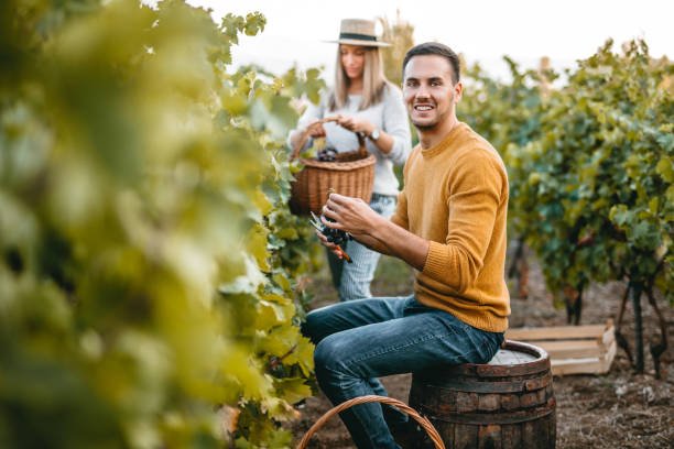 istock Young man and woman picking up grapes 1176677692