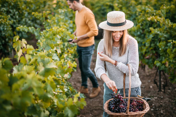 istock Young woman grape harvest 1176677693