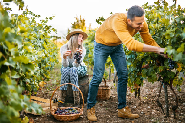 istock Young couple at vineyard 1176677733