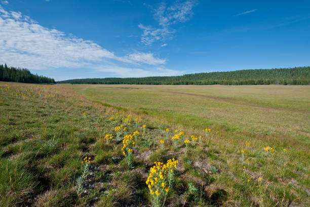 istock Meadow on the Kaibab Plateau 1176677867
