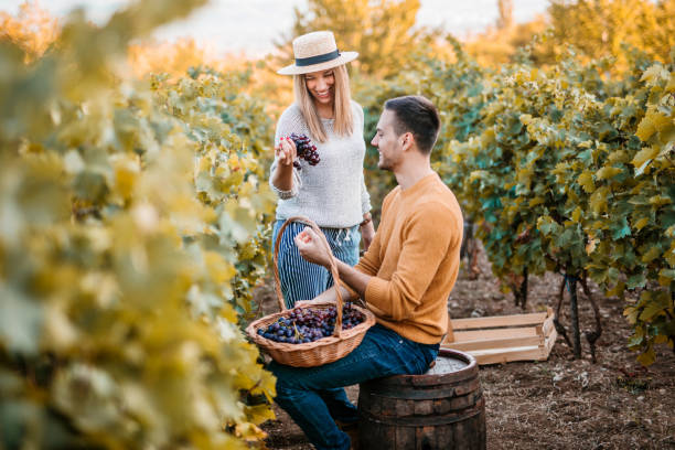istock Young happy couple with grape basket at vineyard 1176677891