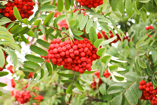 Bunches of ripe red-orange rowan berries. Autumn time.