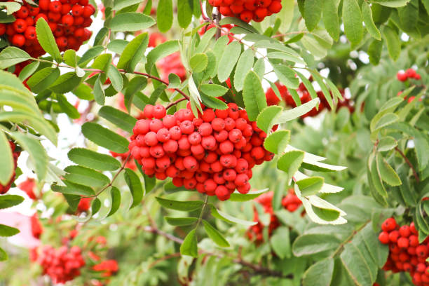 Bunches of ripe red-orange rowan berries. Autumn time. Bunches of ripe red-orange rowan berries. Autumn time. ash tree photos stock pictures, royalty-free photos & images