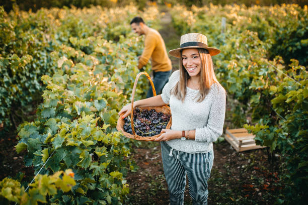 istock Woman picking up grapes at vineyard 1176678371
