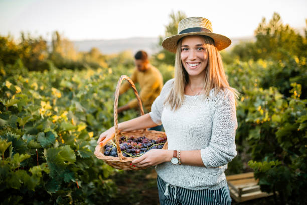 istock Woman picking up grapes at vineyard 1176678895