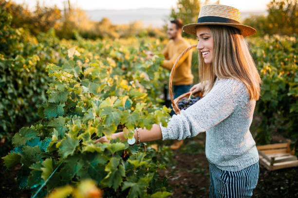 istock Woman picking up grapes at vineyard 1176678904