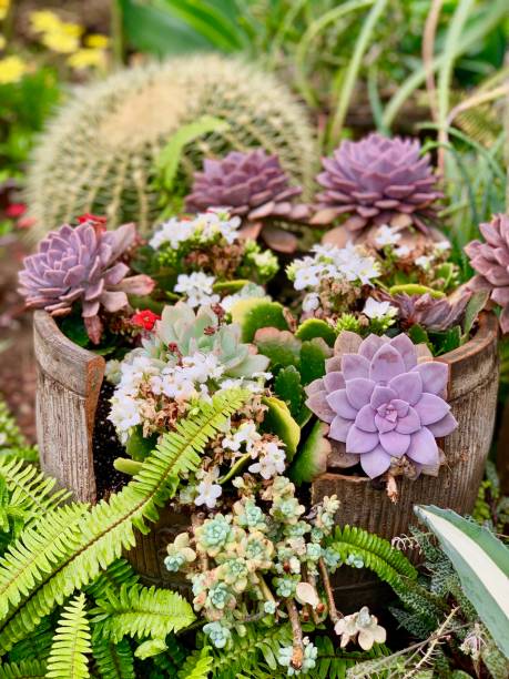istock Bucket of Succulents and Cactus 1176679221