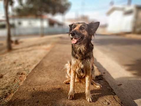 Happy dog standing on the sidewalk, with defocused background, in the rural city of Monte Belo, in Minas Gerais state, Brazil.