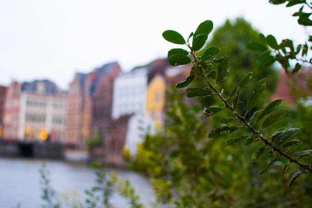 fermez-vous vers le haut des lames vertes sur une branche avec le fond défocalisé avec des maisons et une rivière à gand, belgique - branch dry defocused close up photos et images de collection