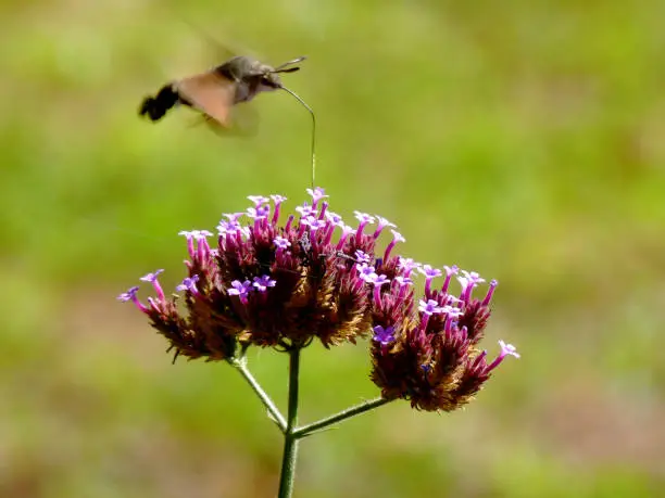 Hummingbird hawk-moth in motion blur with fast moving wings hovering over purple garden flower. Scientific name Macroglossum stellatarum. order of Lepidoptera lucky omen. soft blurry green background.