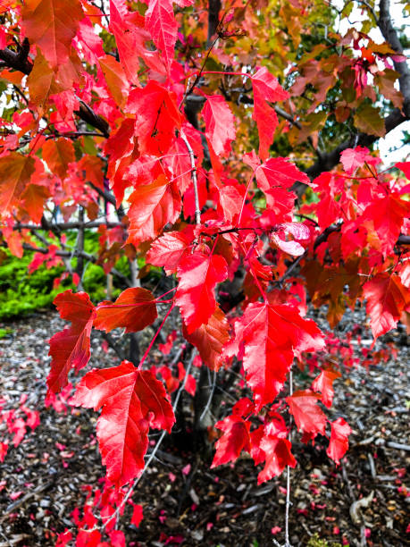 istock Autumn Red Leaves through golden sun 1176686715