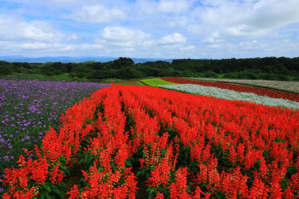 istock Blue sky and flower field 1176687828