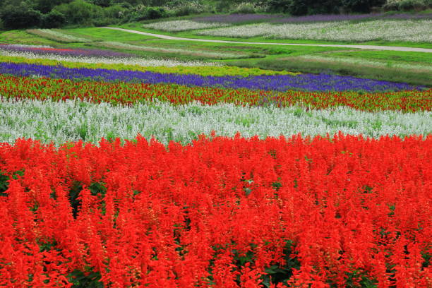 istock Blue sky and flower field 1176688336