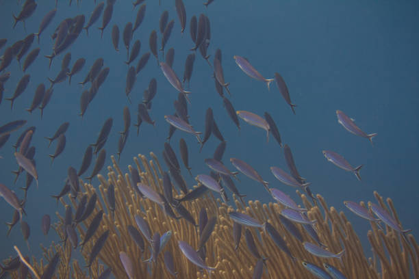 Shoal of Boga on coral reef off Bonaire, Dutch Caribbean