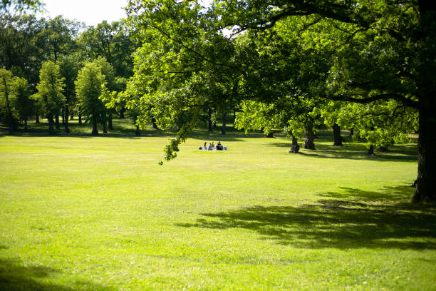 piquenique não reconhecido dos povos no parque - unrecognized person - fotografias e filmes do acervo