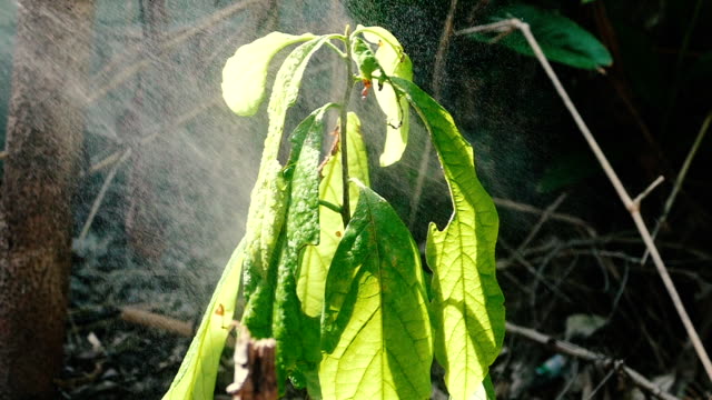 Watering the avocado tree by spraying with water.