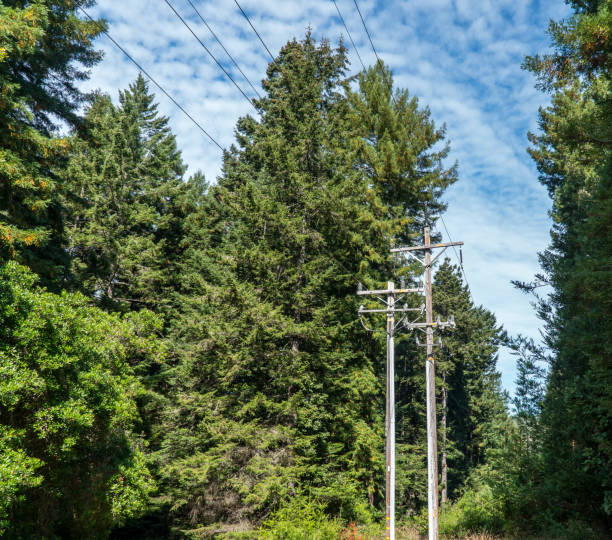 istock Power lines by trees. Dangerous condition for wildfires 1176695581