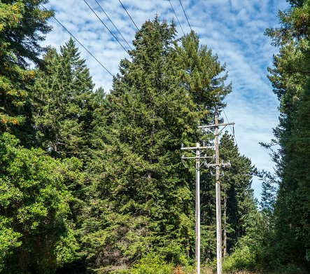 Power-lines by trees. Dangerous condition for wildfires