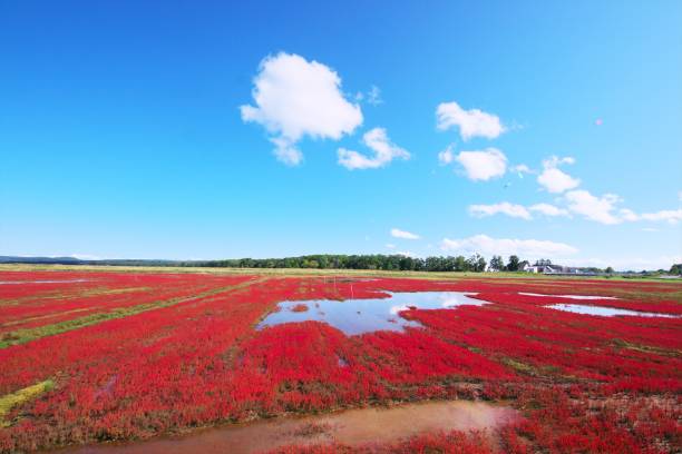 istock Akeshiso dyed in red 1176695707