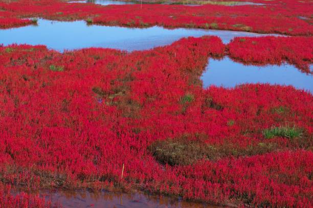 istock Akeshiso dyed in red 1176695772