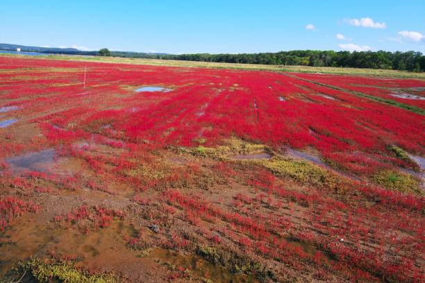 istock Akeshiso dyed in red 1176696329