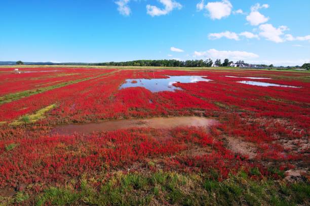 istock Akeshiso dyed in red 1176696495