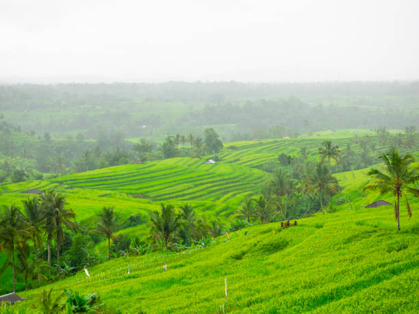 istock Rice field terrace at Bali,Indonesia. 1176697675