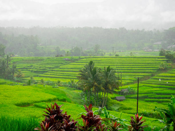 istock Rice field terrace at Bali,Indonesia. 1176697770