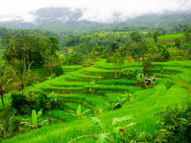 istock Rice field terrace at Bali,Indonesia. 1176697783
