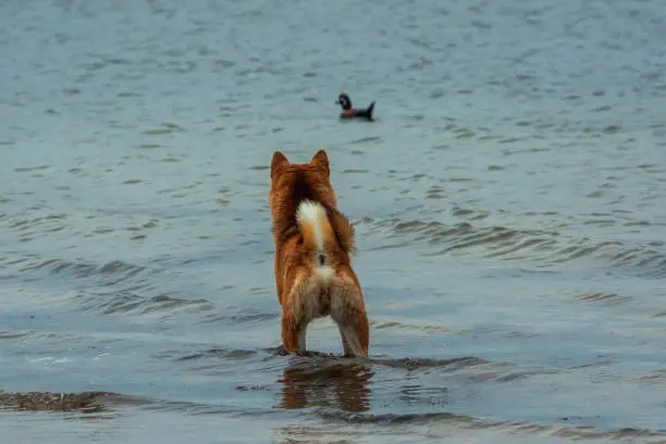 Photo of A young hunting red dog of the Shiba Inu breed stands in the water and looks at a swimming duck