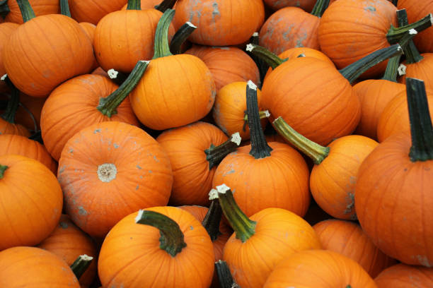 istock Bin of pumpkins 1176698655