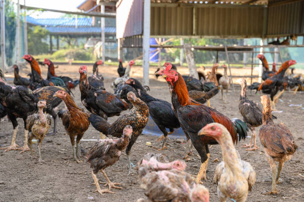 istock Flock of Rooster chickens raised in stall 1176698751