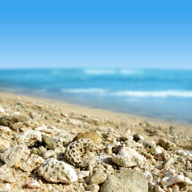 istock Dead corals on the sand beach of Mauritius island. 1176700268