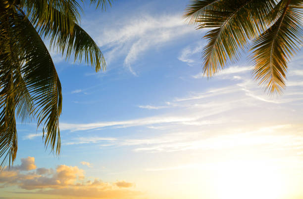 istock Leaves of coconut palm tree at sunset. 1176700290
