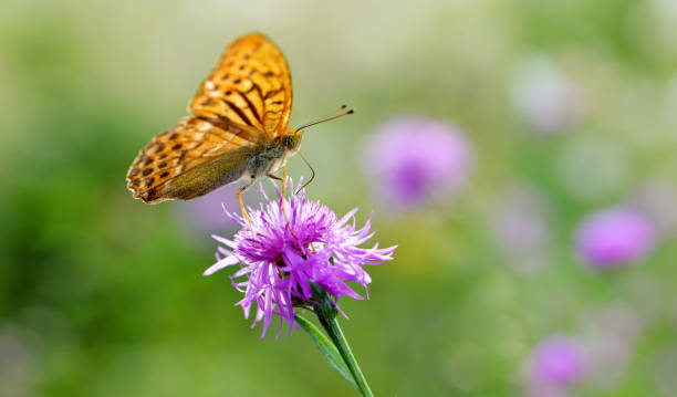 mariposa fritillaria verde oscuro (argynnis aglaja) - argynnis fotografías e imágenes de stock